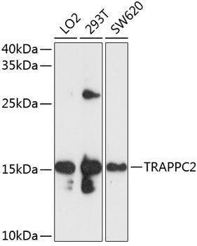 TRAPPC2 antibody