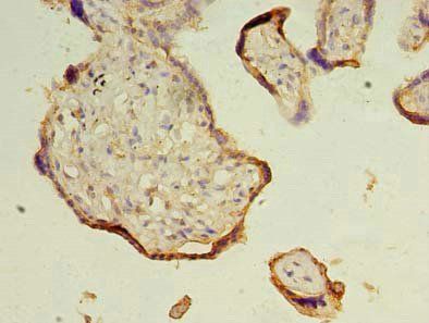 TRAPPC3 Antibody