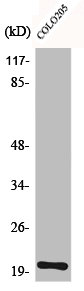 TRAPPC3 antibody