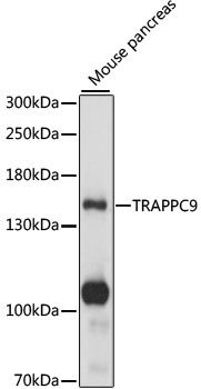 TRAPPC9 antibody