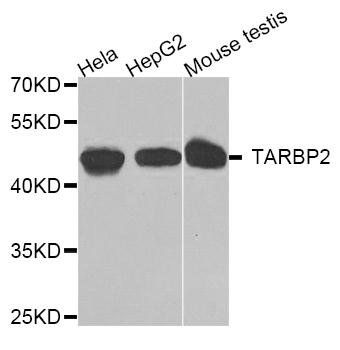 TARBP2 antibody