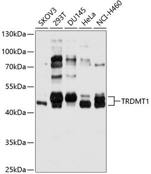 TRDMT1 antibody