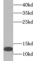 Trefoil factor 1 antibody