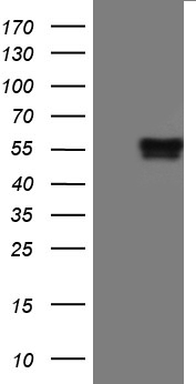 Trefoil Factor 3 (TFF3) antibody
