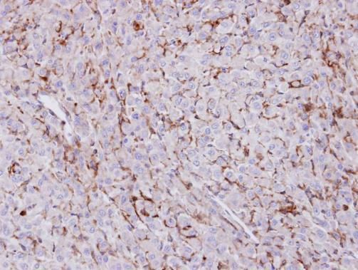 Trehalase antibody [N1N3]