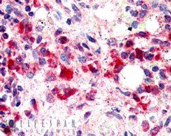 Goat anti-TREM2 Antibody