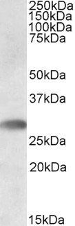 Goat anti-TREML1 Antibody
