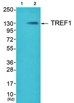 TRERF1 antibody