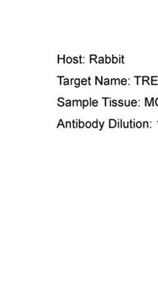 TREX2 antibody