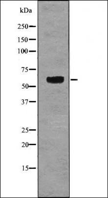 TRF2 (Phospho-Ser323) antibody