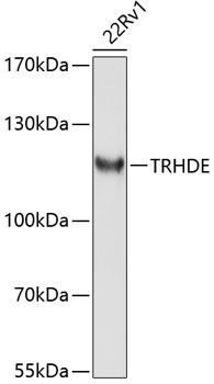 TRHDE antibody