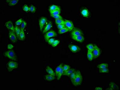 TRHR antibody