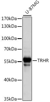 TRHR antibody