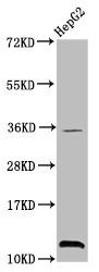 Tri-methyl-HIST1H4A (K20) antibody