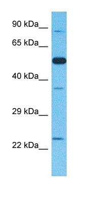 TRI26 antibody