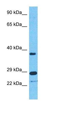 TRI40 antibody