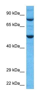 TRI41 antibody