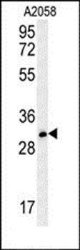 TRI73 antibody