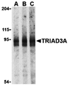 TRIAD3A Antibody