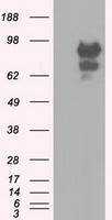 TRIB2 Antibody
