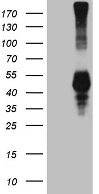 TRIB3 antibody
