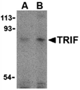 TRIF Antibody