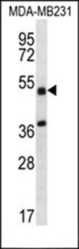 TRIM10 antibody