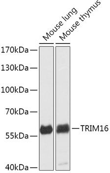TRIM16 antibody