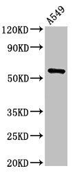 TRIM21 Antibody