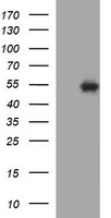 TRIM22 antibody