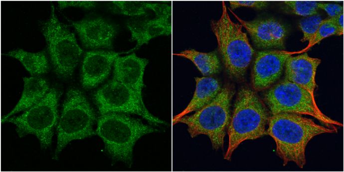 TRIM23 antibody [N1], N-term
