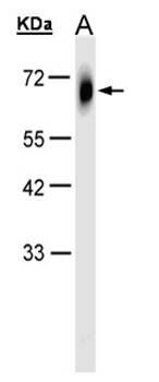 TRIM23 antibody