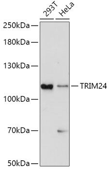 TRIM24 antibody