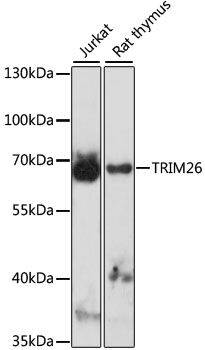TRIM26 antibody