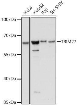 TRIM27 antibody