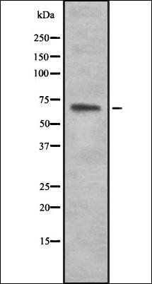 TRIM29 antibody
