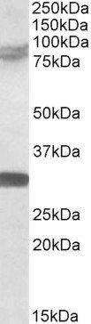 Goat anti-TRIM2 Antibody