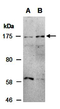 TRIM33 antibody