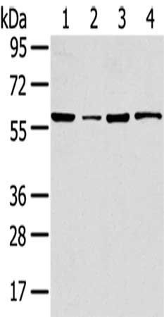 TRIM35 Antibody