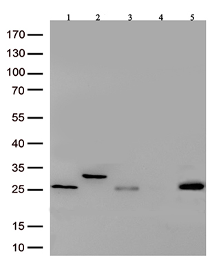 TRIM38 antibody