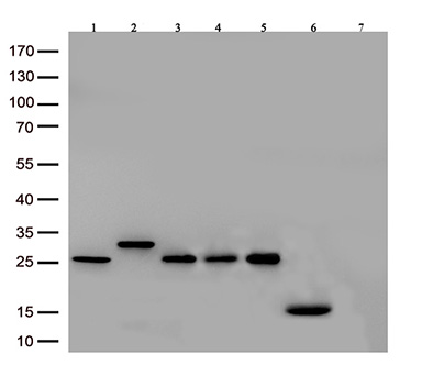 TRIM38 Antibody