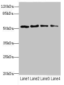 TRIM38 Antibody