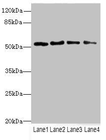 TRIM38 antibody