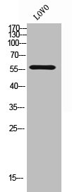 TRIM38 antibody