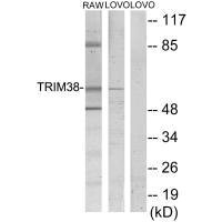 TRIM38 antibody