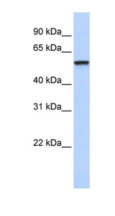 TRIM4 antibody