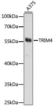TRIM4 antibody