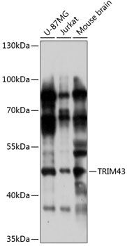 TRIM43 antibody