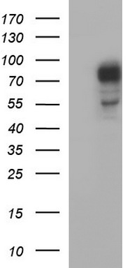 TRIM44 antibody