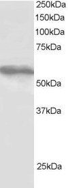 Goat anti-TRIM4 Antibody